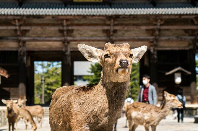 nara-heritage-walkabout-from-nara-park-to-todaji-temple