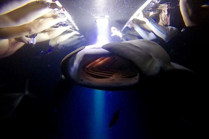 night-manta-ray-experience