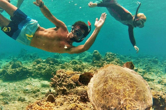 oahu-circle-island-snorkel-with-turtles-explore-in-small-group