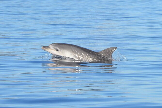 observation-of-dolphins-and-snorkeling-in-a-rubber-boat-in-olbia