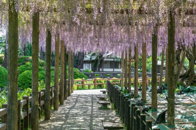 odawara-odawara-castle-and-town-guided-discovery-tour