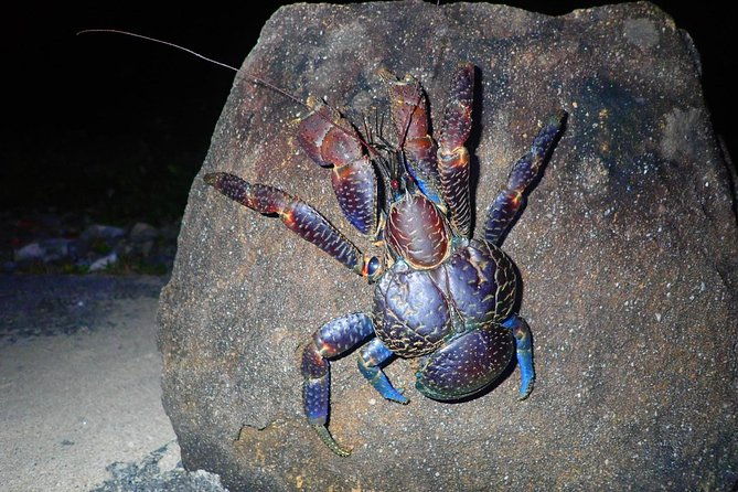 okinawa-iriomote-night-adventure-tour
