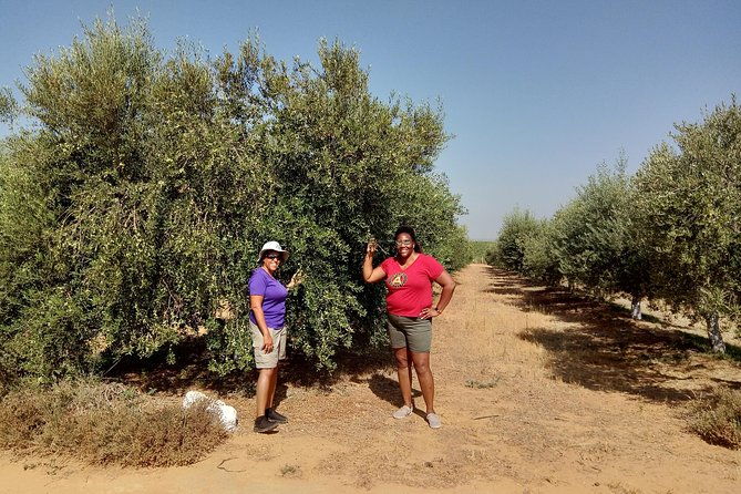 olive-oil-farm-tour-with-tasting-from-seville
