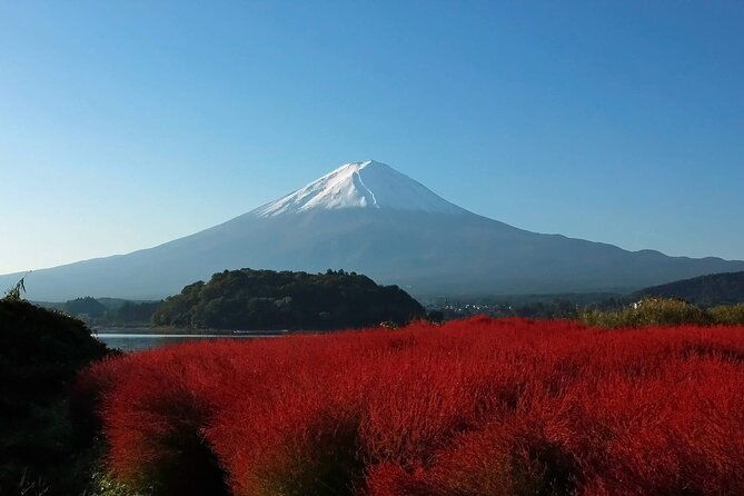 one-day-tour-to-oishi-park-and-fruit-picking-in-mt-fuji-tokyo
