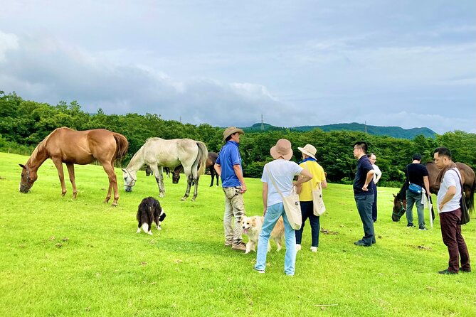 pasture-hike-with-horse-whisperer-at-horse-trust-in-kagoshima