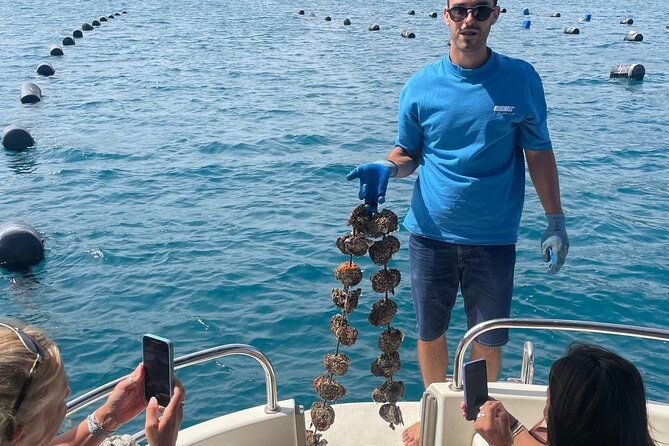peljesac-wine-oysters-and-food-tour-from-dubrovnik