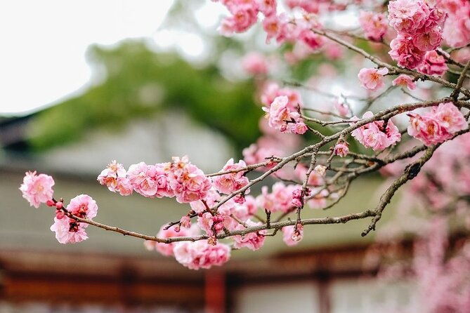 private-and-unique-fukuoka-cherry-blossom-sakura-experience