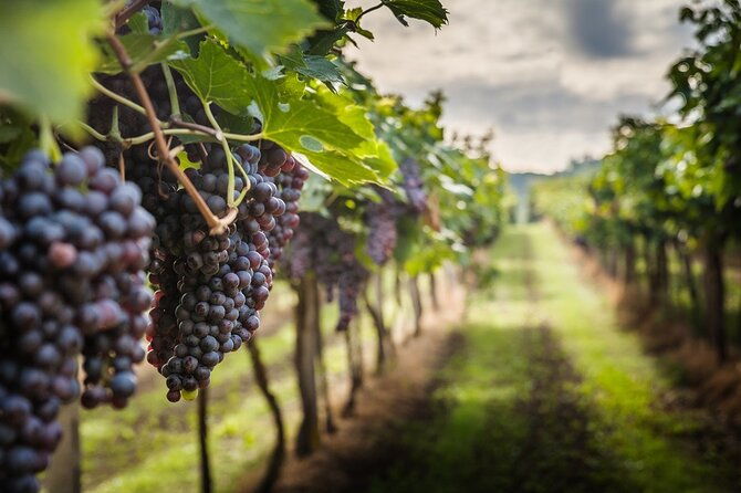 private-chianti-wine-tasting-from-florence-half-day-experience