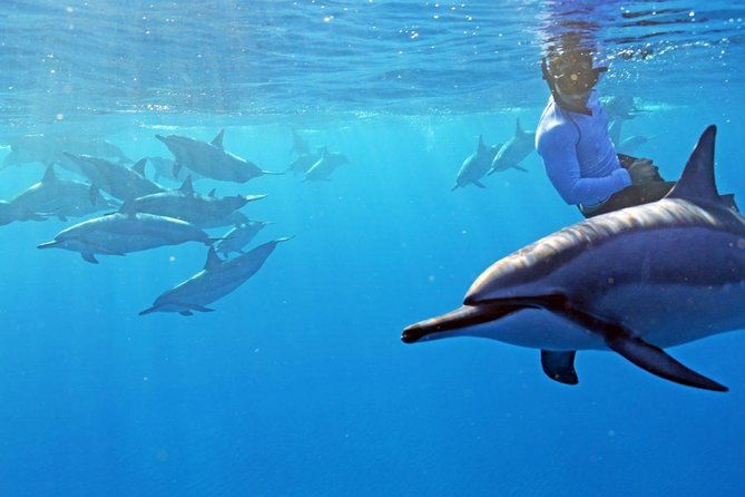 private-dolphin-swim-with-slide-for-up-to-15-passengers