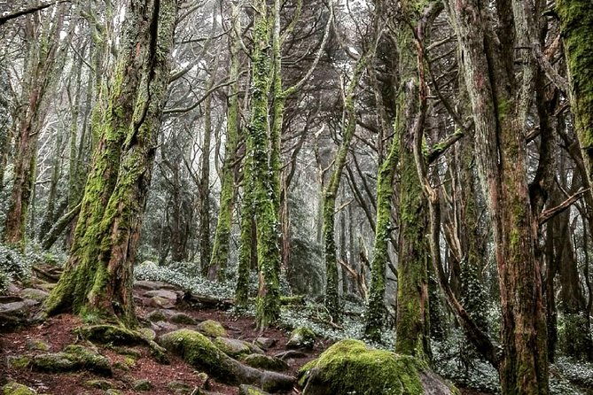 private-evening-walk-inside-the-forest-sintra-mountains-inbetween-wolves