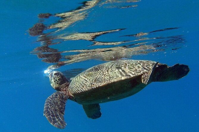 private-group-snorkel-adventure-on-tropical-reef-with-sea-turtles