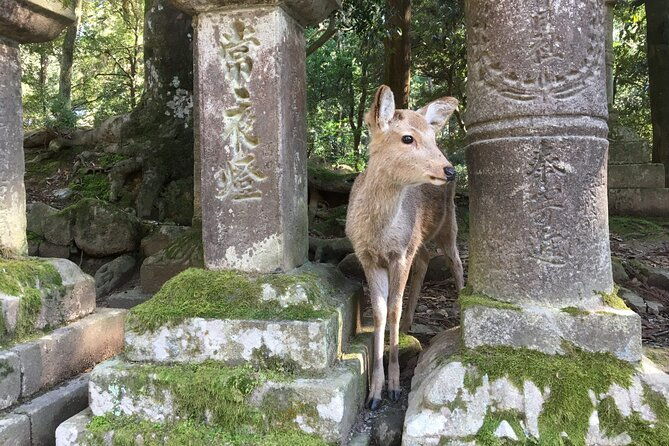 private-half-day-city-of-nara-guided-tour