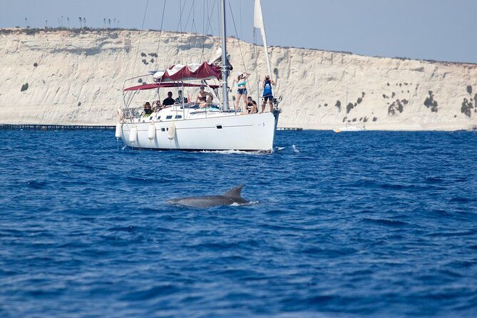 private-marine-life-spotting-dolphin-watching-ecomarine-malta