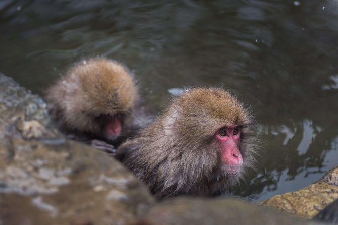 private-nagano-1-day-toursnow-monkeyszenko-jiobusesakeonsen