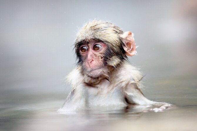 private-roundtrip-transport-to-from-snow-monkey-park
