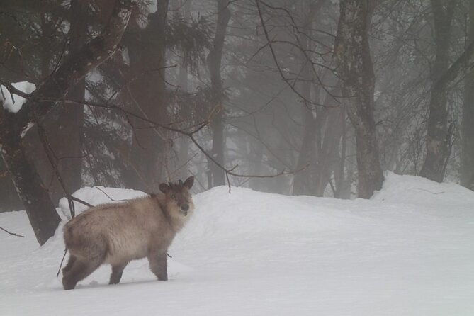 private-snowshoeing-tour-in-hida