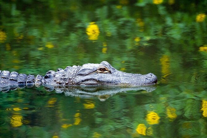 private-tour-florida-everglades-airboat-ride-and-wildlife-adventure