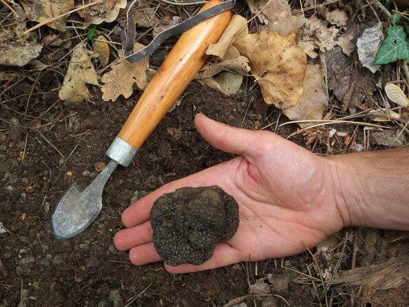 private-tour-truffle-hunting-experience-from-sorrento-with-lunch