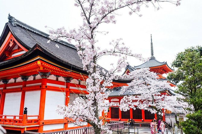 private-unique-kyoto-cherry-blossom-sakura-experience