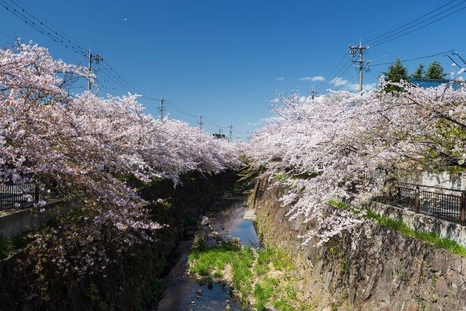 private-unique-nagoya-cherry-blossom-sakura-experience