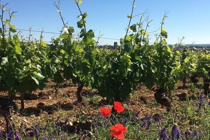 private-wine-tasting-tour-cote-de-beaune-cote-de-nuits-3-wineries-15-wines