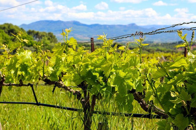 provence-mont-sainte-victoire-in-search-of-cezanne-private-wine-tour