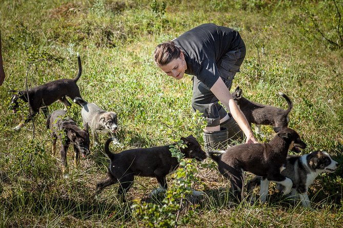 puppy-training-experience-at-a-husky-farm-in-tromso