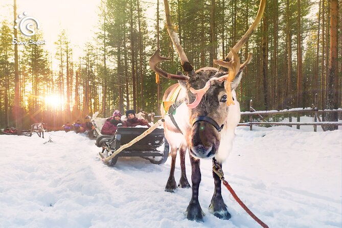 reindeer-safari-in-arctic-wilderness