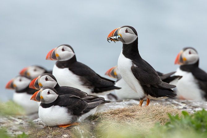 reykjavik-shore-excursion-puffin-sightseeing-cruise