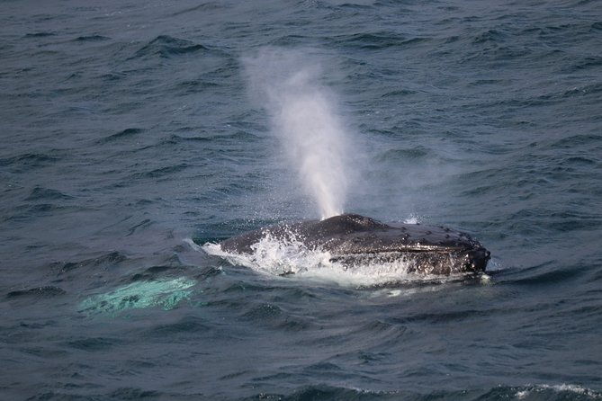 reykjavik-shore-excursion-whale-watching-cruise