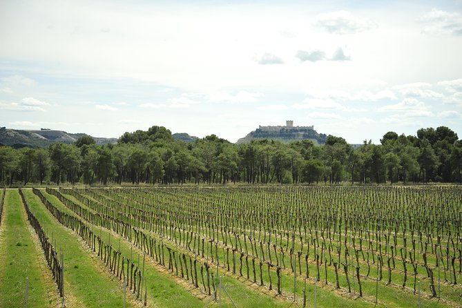 ribera-del-duero-wineries-guided-tour-wine-tasting-from-madrid