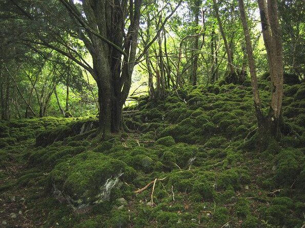 ring-of-kerry-day-tour-from-cork-including-killarney-national-park