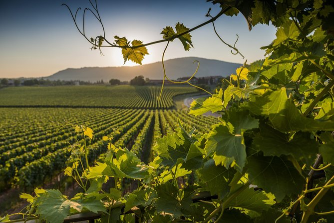 rome-countryside-delights-exclusive-wine-tasting-tour