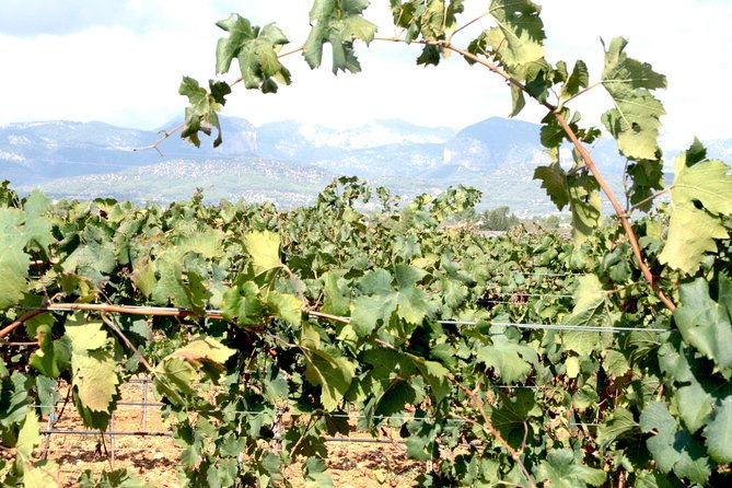 sa-clasta-mallorca-wine-tours