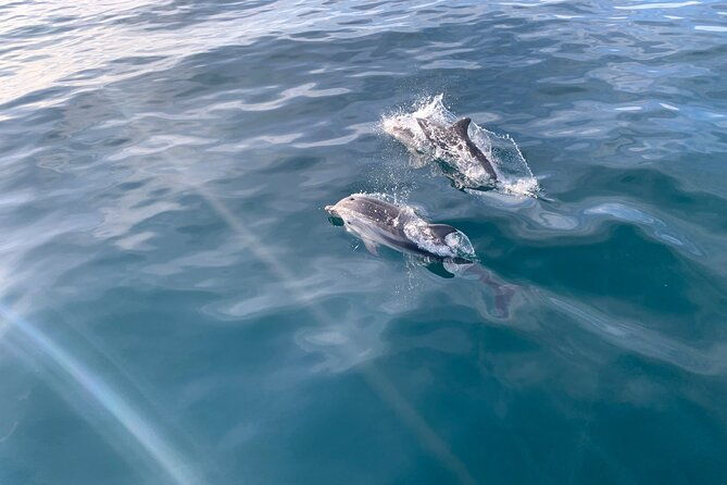 sailing-adventure-sailing-dolphins-and-relaxation-with-drinks