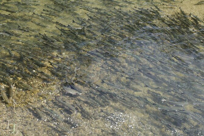 salmon-watching-experience