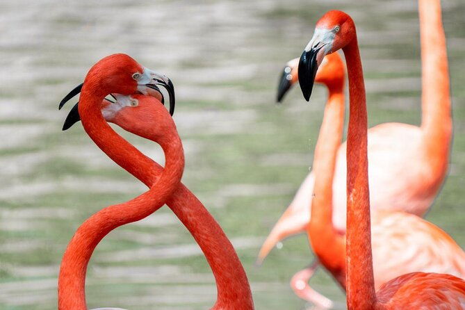 san-antonio-zoo-general-admission-ticket