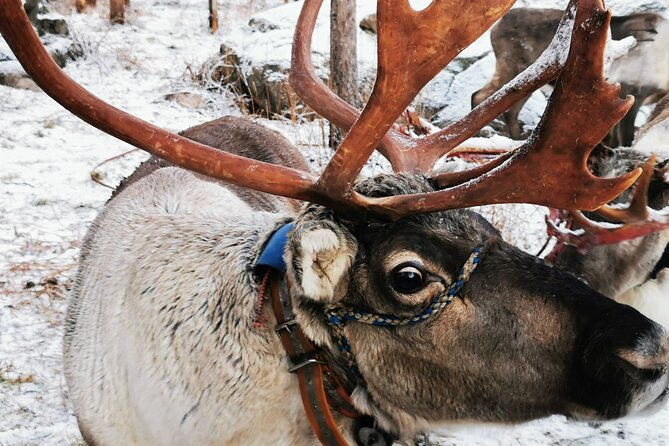 santas-reindeer-husky-safari-santas-pets-aurora-hunt