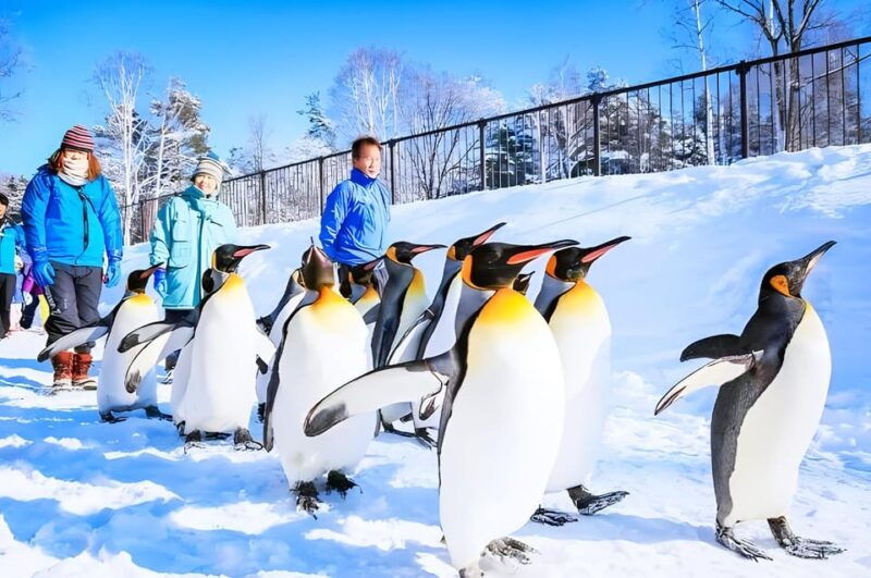 sapporo-asahiyama-zoo-shirahige-falls-biei-pond-day-tour
