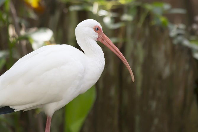 savannah-to-tybee-island-with-dolphin-cruise