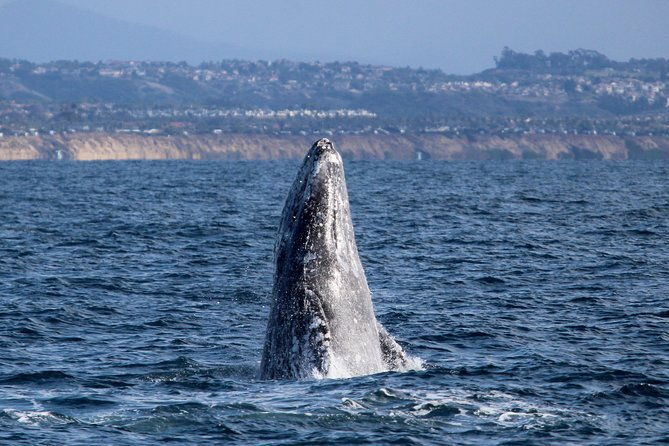 shared-two-hour-whale-watching-tour-from-oceanside