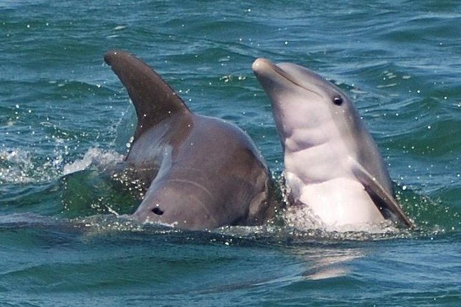 shark-and-wildlife-viewing-adventure-in-key-west