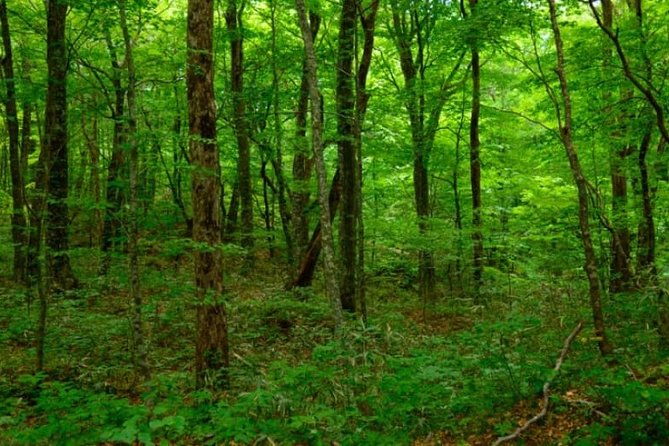 shirakami-sanchi-day-hike-with-government-licensed-guide