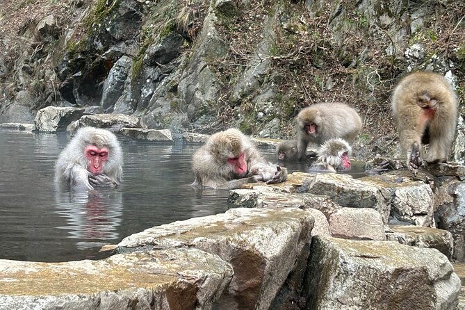 shuttle-van-tour-snow-monkey-park-to-and-from-tokyo