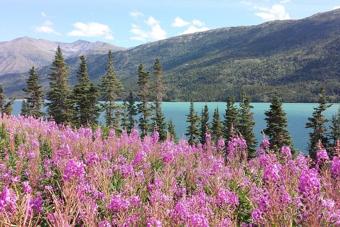 skagway-shore-excursion-half-day-tour-to-the-yukon-border-and-suspension-bridge
