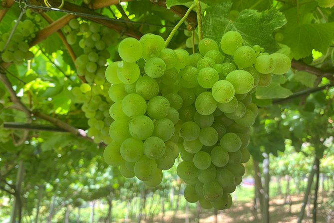 skywalk-with-wines-tasting-and-vineyards-half-day-4x4-adventure
