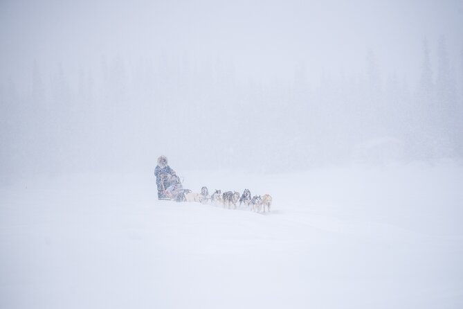 sled-dog-sampler-ride-in-fairbanks