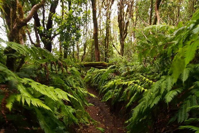 small-group-guided-hiking-in-anaga-rural-park-in-tenerife