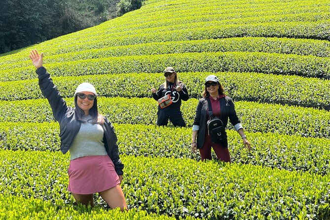 small-group-japanese-green-tea-tasting-in-shizuoka