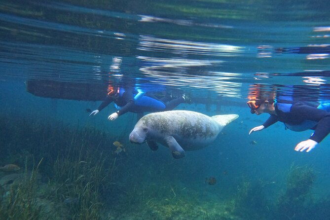 small-group-manatee-swim-tour-with-in-water-guide